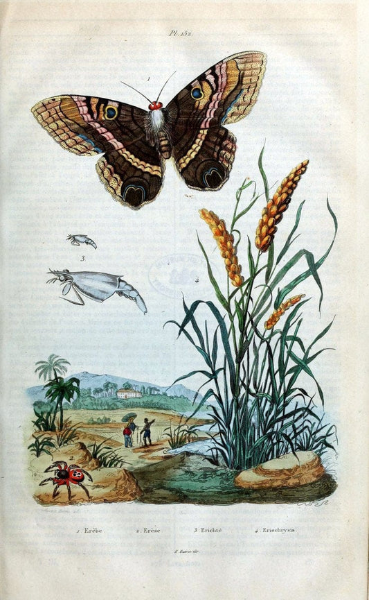 Dictionnaire pittoresque d'histoire naturelle et des phÃ©nomÃ¨nes de la nature /.Paris1833-[1840].. |  | Vintage Print Reproduction 469839