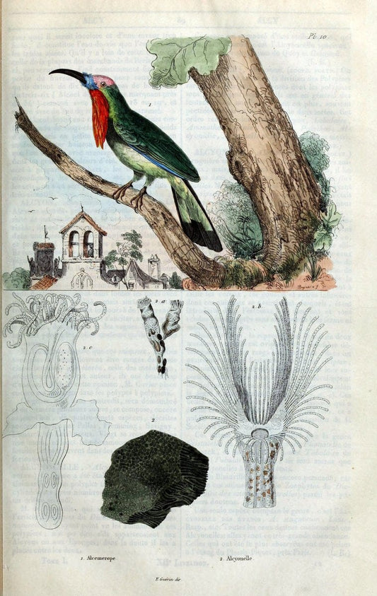 Dictionnaire pittoresque d'histoire naturelle et des phÃ©nomÃ¨nes de la nature. v.1Paris1833-[1840] |  | Vintage Print Reproduction 469840