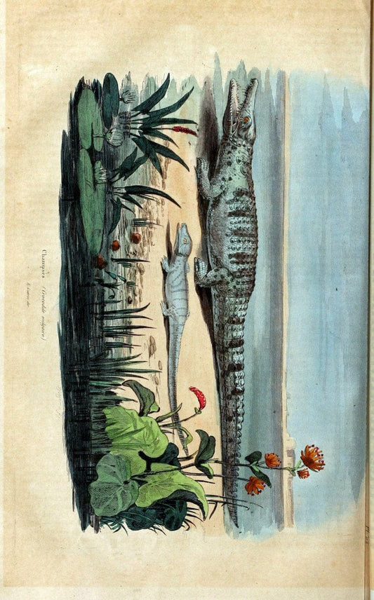 Dictionnaire pittoresque d'histoire naturelle et des phÃ©nomÃ¨nes de la nature /.Paris1833-[1840].. |  | Vintage Print Reproduction 469841