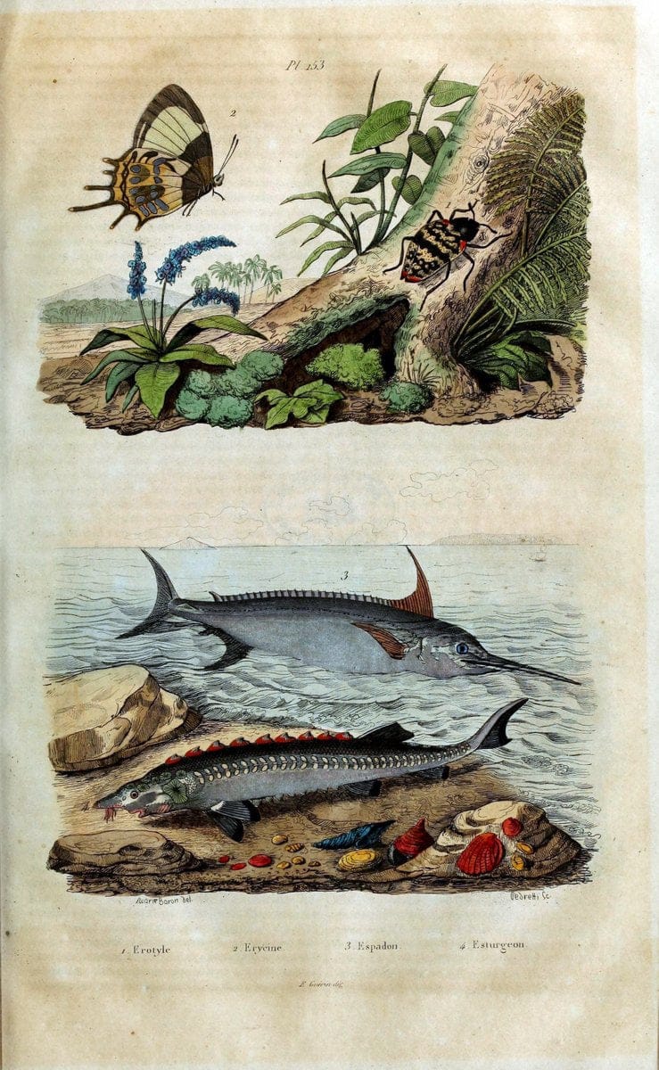 Dictionnaire pittoresque d'histoire naturelle et des phÃ©nomÃ¨nes de la nature /.Paris1833-[1840].. |  | Vintage Print Reproduction 469842