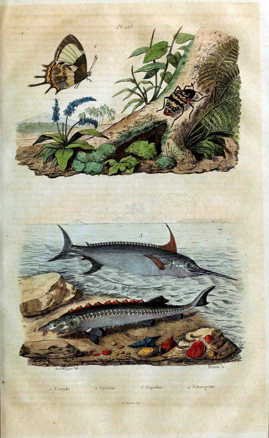Dictionnaire pittoresque d'histoire naturelle et des phÃ©nomÃ¨nes de la nature /.Paris1833-[1840].. |  | Vintage Print Reproduction 469842