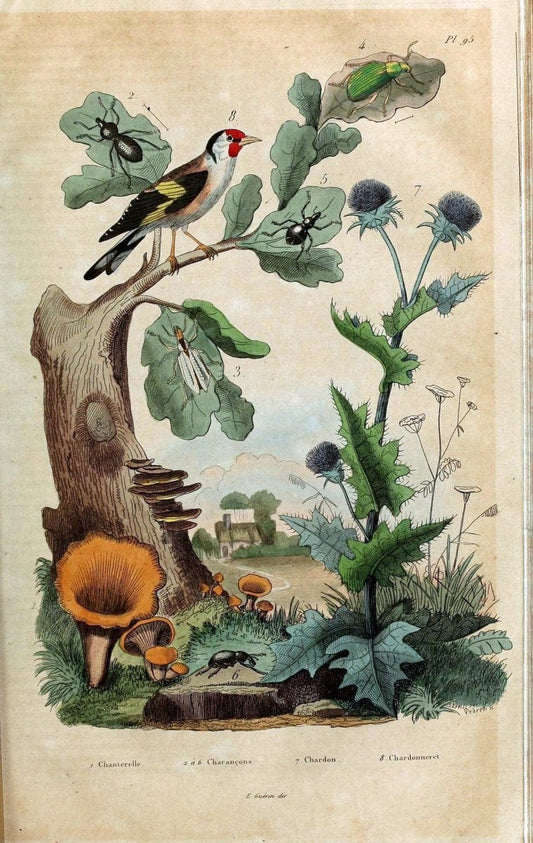 Dictionnaire pittoresque d'histoire naturelle et des phÃ©nomÃ¨nes de la nature /.Paris1833-[1840].. |  | Vintage Print Reproduction 469843