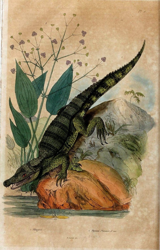 Dictionnaire pittoresque d'histoire naturelle et des phÃ©nomÃ¨nes de la nature. v.1Paris1833-[1840] |  | Vintage Print Reproduction 469844