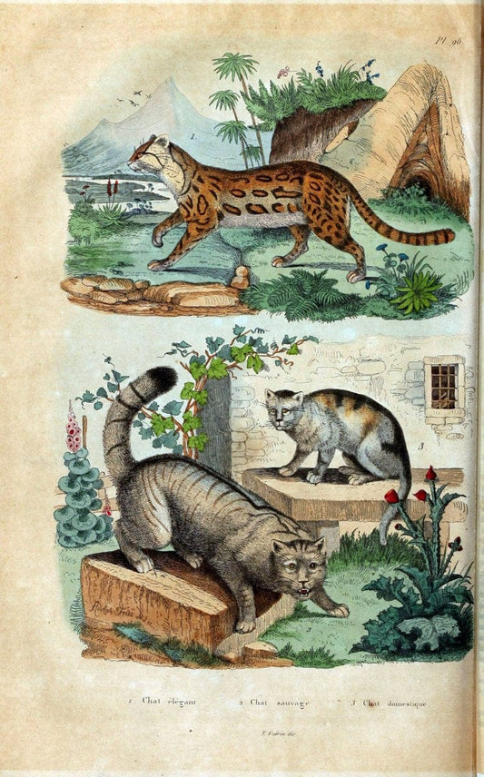 Dictionnaire pittoresque d'histoire naturelle et des phÃ©nomÃ¨nes de la nature /.Paris1833-[1840].. |  | Vintage Print Reproduction 469845