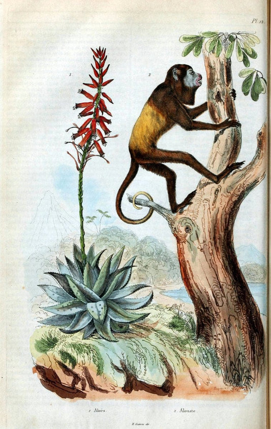 Dictionnaire pittoresque d'histoire naturelle et des phÃ©nomÃ¨nes de la nature. v.1Paris1833-[1840] |  | Vintage Print Reproduction 469846