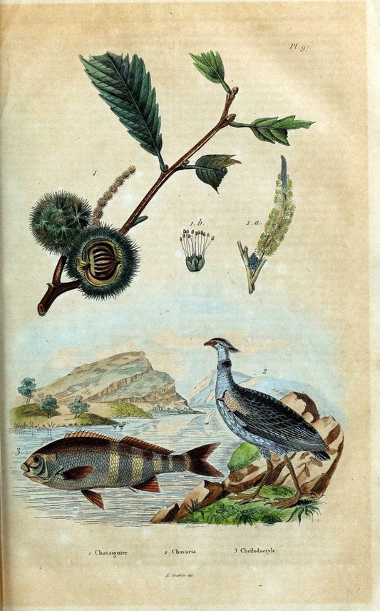 Dictionnaire pittoresque d'histoire naturelle et des phÃ©nomÃ¨nes de la nature /.Paris1833-[1840].. |  | Vintage Print Reproduction 469847
