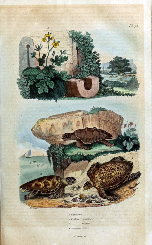 Dictionnaire pittoresque d'histoire naturelle et des phÃ©nomÃ¨nes de la nature /.Paris1833-[1840].. |  | Vintage Print Reproduction 469849