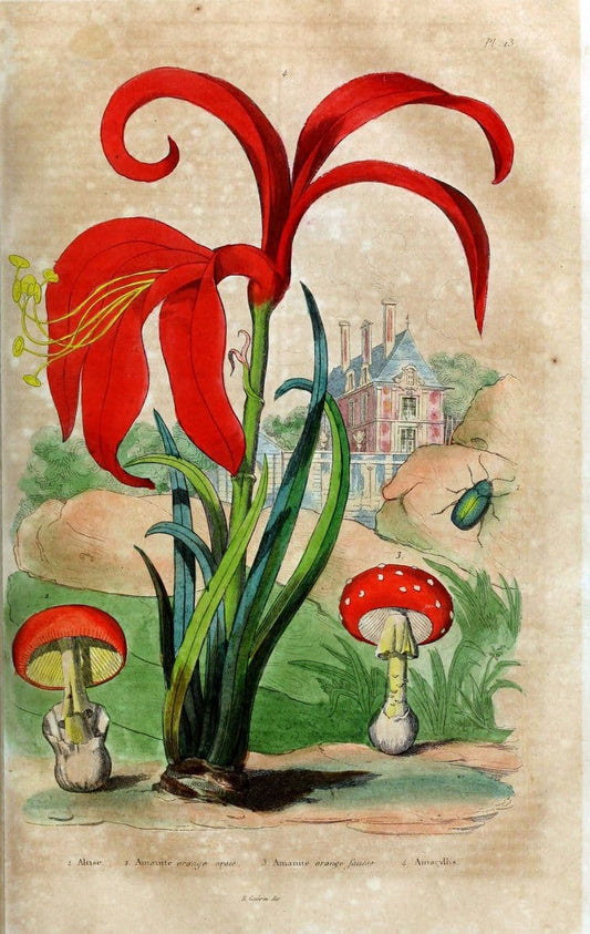 Dictionnaire pittoresque d'histoire naturelle et des phÃ©nomÃ¨nes de la nature. v.1Paris1833-[1840] |  | Vintage Print Reproduction 469850