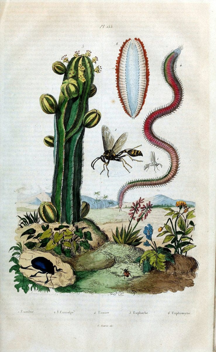Dictionnaire pittoresque d'histoire naturelle et des phÃ©nomÃ¨nes de la nature /.Paris1833-[1840].. |  | Vintage Print Reproduction 469851