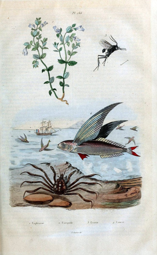 Dictionnaire pittoresque d'histoire naturelle et des phÃ©nomÃ¨nes de la nature /.Paris1833-[1840].. |  | Vintage Print Reproduction 469852