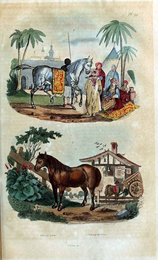 Dictionnaire pittoresque d'histoire naturelle et des phÃ©nomÃ¨nes de la nature /.Paris1833-[1840].. |  | Vintage Print Reproduction 469853