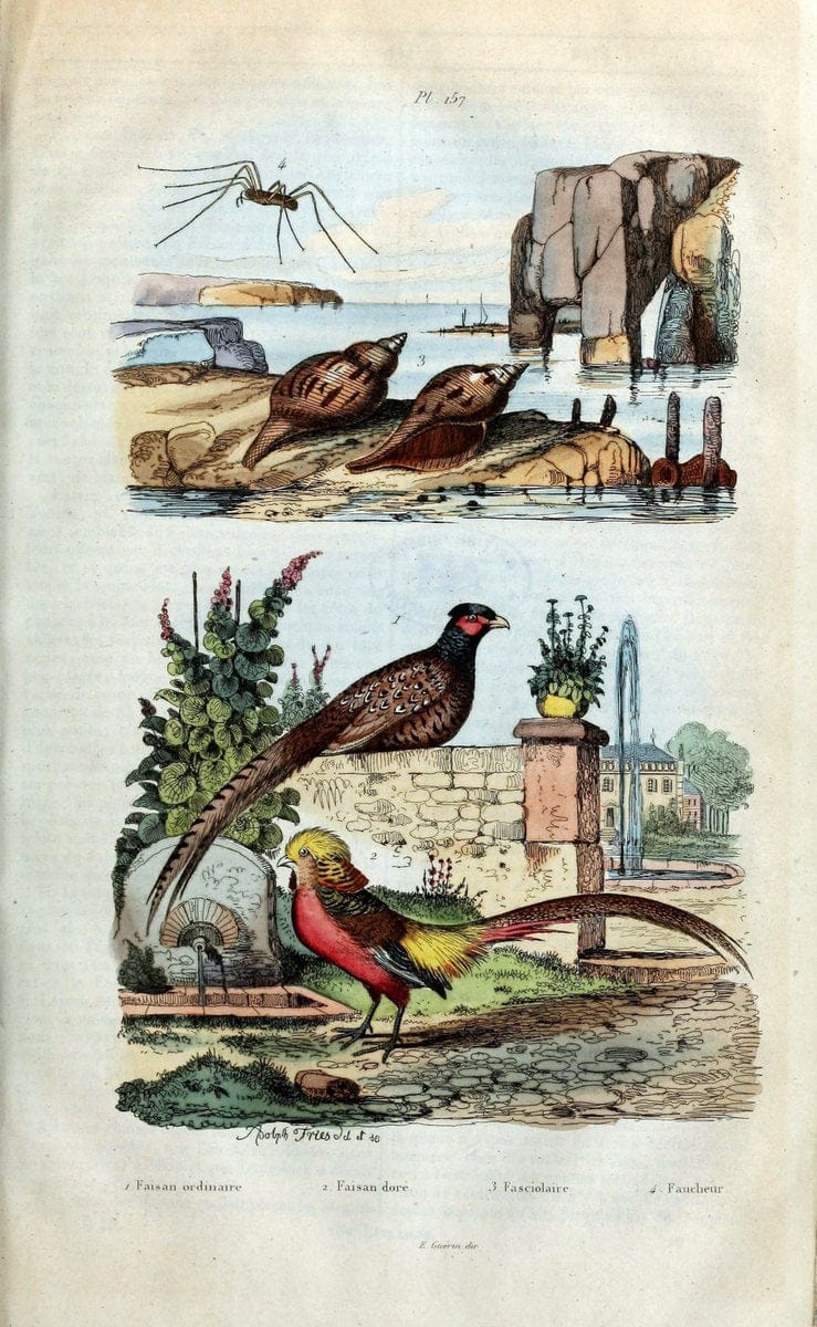 Dictionnaire pittoresque d'histoire naturelle et des phÃ©nomÃ¨nes de la nature /.Paris1833-[1840].. |  | Vintage Print Reproduction 469855