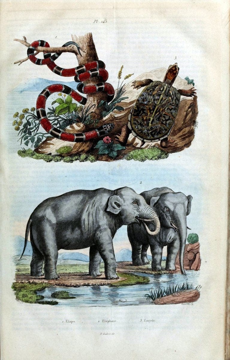 Dictionnaire pittoresque d'histoire naturelle et des phÃ©nomÃ¨nes de la nature /.Paris1833-[1840].. |  | Vintage Print Reproduction 469857