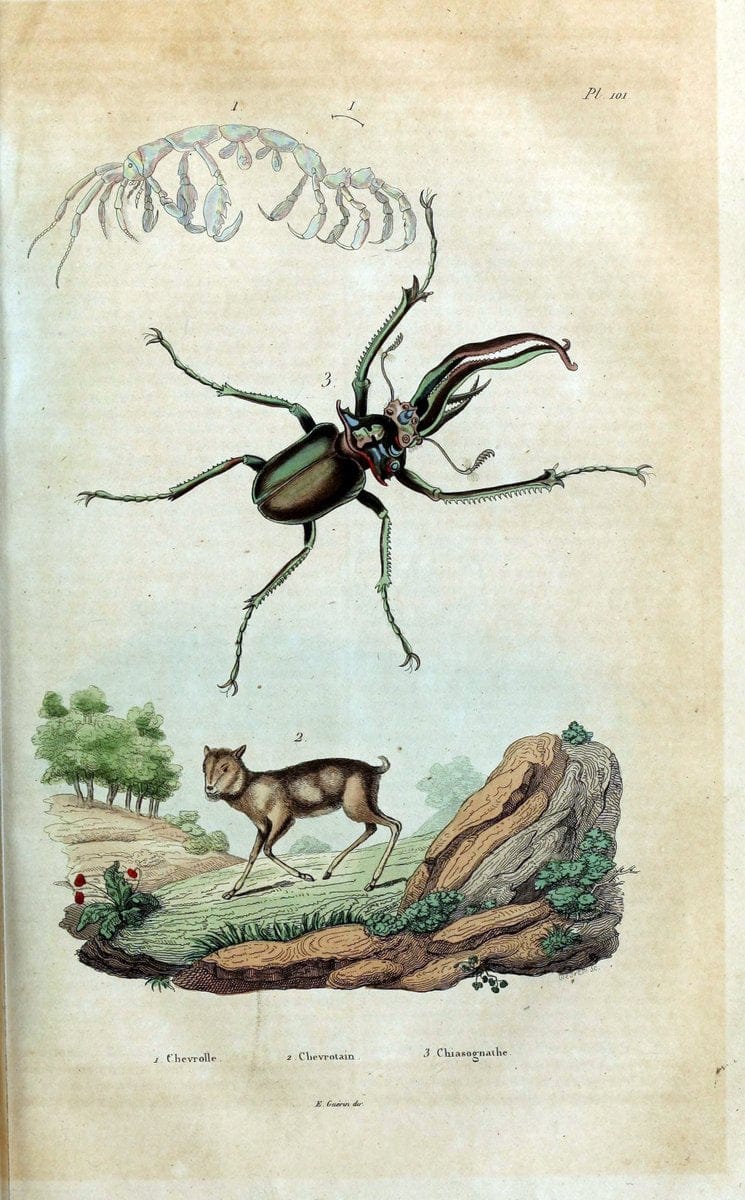 Dictionnaire pittoresque d'histoire naturelle et des phÃ©nomÃ¨nes de la nature /.Paris1833-[1840].. |  | Vintage Print Reproduction 469859
