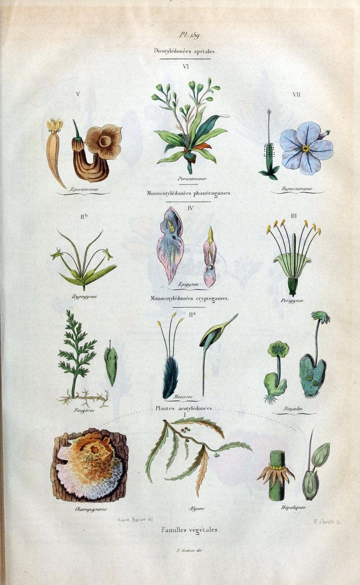 Dictionnaire pittoresque d'histoire naturelle et des phÃ©nomÃ¨nes de la nature /.Paris1833-[1840].. |  | Vintage Print Reproduction 469860