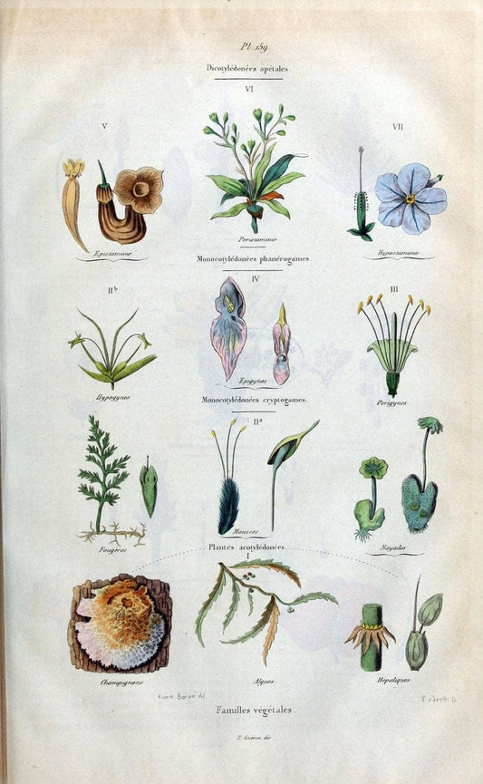 Dictionnaire pittoresque d'histoire naturelle et des phÃ©nomÃ¨nes de la nature /.Paris1833-[1840].. |  | Vintage Print Reproduction 469860