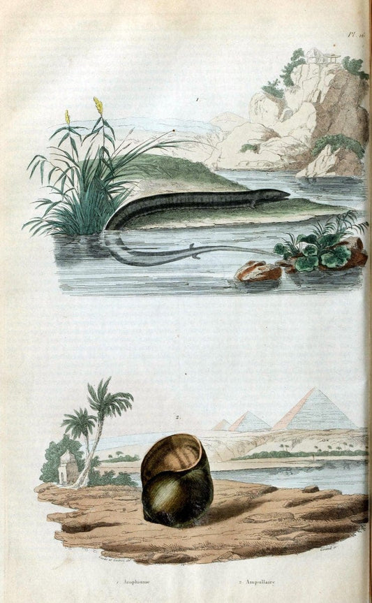 Dictionnaire pittoresque d'histoire naturelle et des phÃ©nomÃ¨nes de la nature. v.1Paris1833-[1840] |  | Vintage Print Reproduction 469861