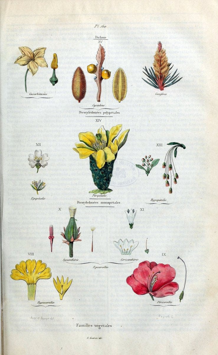 Dictionnaire pittoresque d'histoire naturelle et des phÃ©nomÃ¨nes de la nature /.Paris1833-[1840].. |  | Vintage Print Reproduction 469862