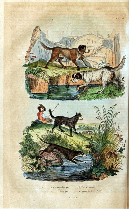 Dictionnaire pittoresque d'histoire naturelle et des phÃ©nomÃ¨nes de la nature /.Paris1833-[1840].. |  | Vintage Print Reproduction 469863