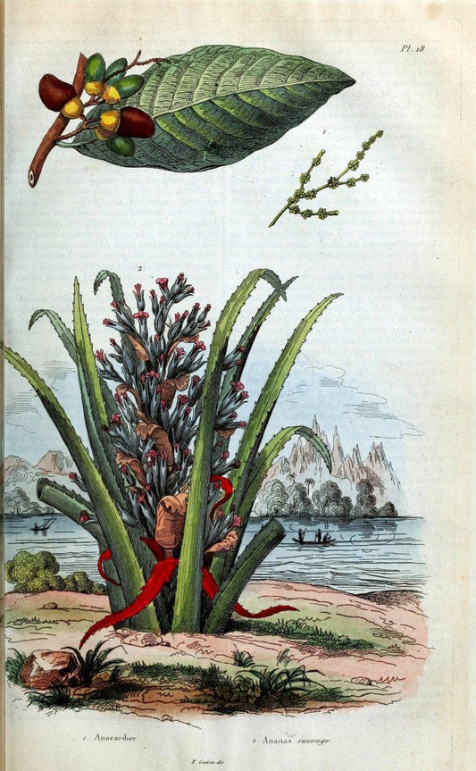 Dictionnaire pittoresque d'histoire naturelle et des phÃ©nomÃ¨nes de la nature. v.1Paris1833-[1840] |  | Vintage Print Reproduction 469865