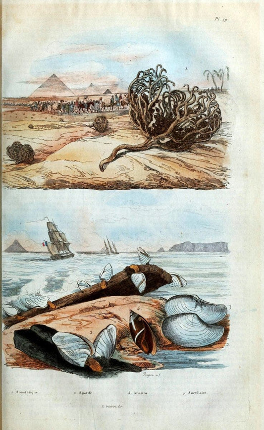 Dictionnaire pittoresque d'histoire naturelle et des phÃ©nomÃ¨nes de la nature. v.1Paris1833-[1840] |  | Vintage Print Reproduction 469867