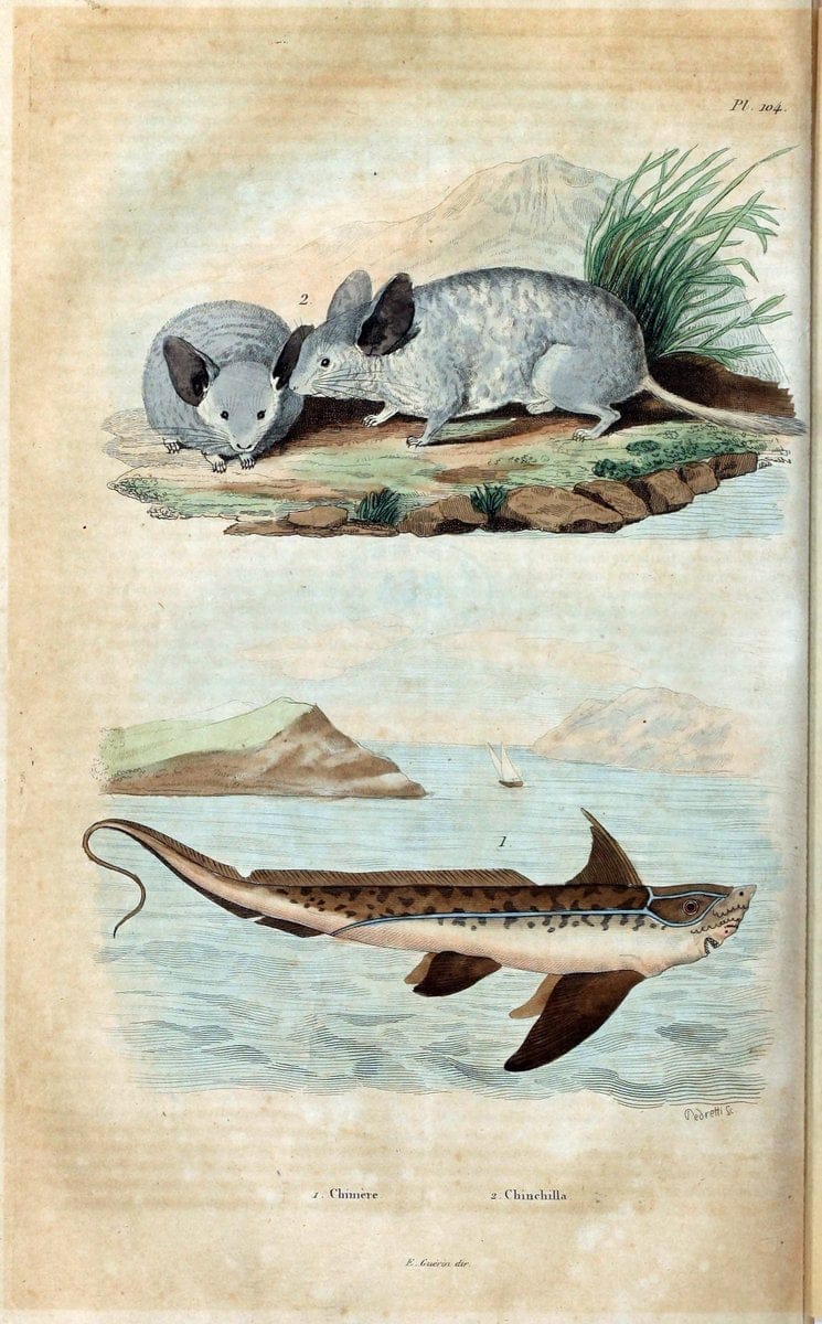 Dictionnaire pittoresque d'histoire naturelle et des phÃ©nomÃ¨nes de la nature /.Paris1833-[1840].. |  | Vintage Print Reproduction 469869