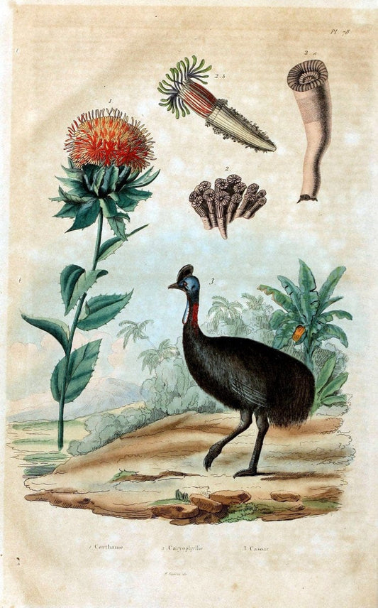 Dictionnaire pittoresque d'histoire naturelle et des phÃ©nomÃ¨nes de la nature /.Paris1833-[1840].. |  | Vintage Print Reproduction 469870