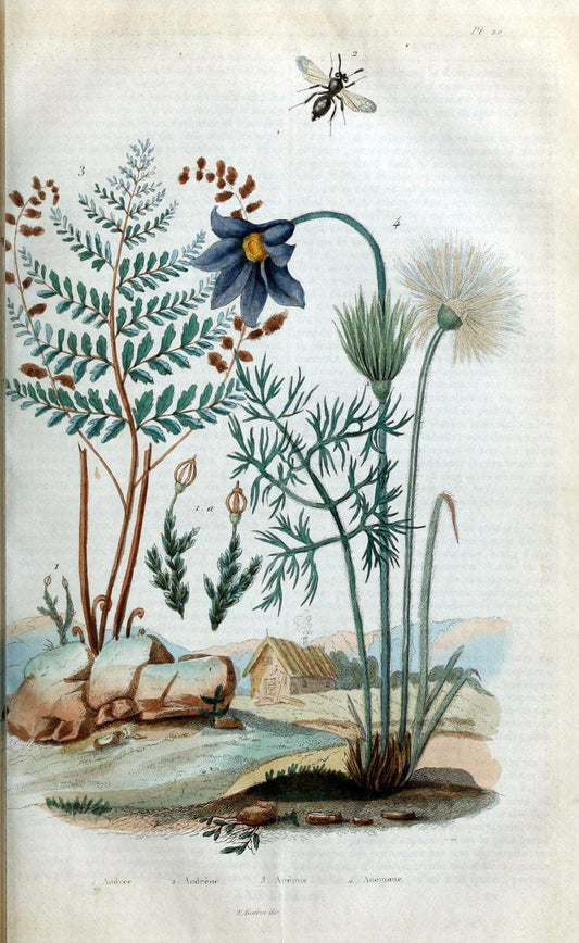 Dictionnaire pittoresque d'histoire naturelle et des phÃ©nomÃ¨nes de la nature. v.1Paris1833-[1840] |  | Vintage Print Reproduction 469871