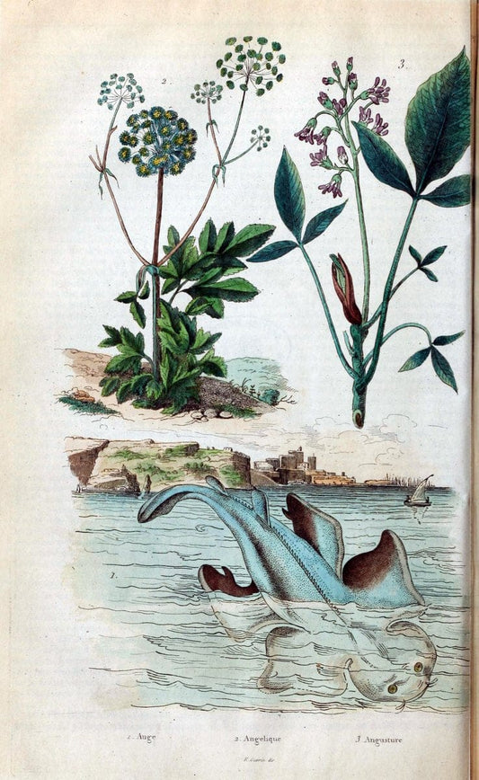 Dictionnaire pittoresque d'histoire naturelle et des phÃ©nomÃ¨nes de la nature. v.1Paris1833-[1840] |  | Vintage Print Reproduction 469873