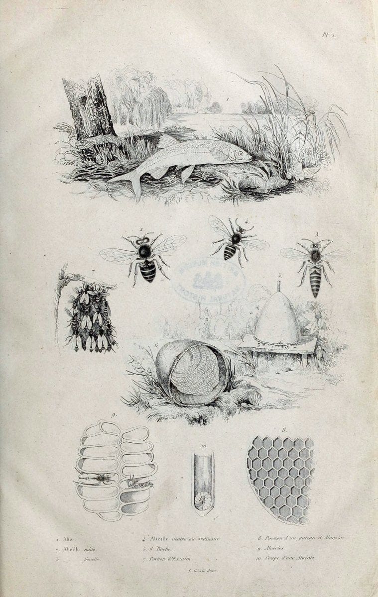 Dictionnaire pittoresque d'histoire naturelle et des phÃ©nomÃ¨nes de la nature. v.1Paris1833-[1840] |  | Vintage Print Reproduction 469874