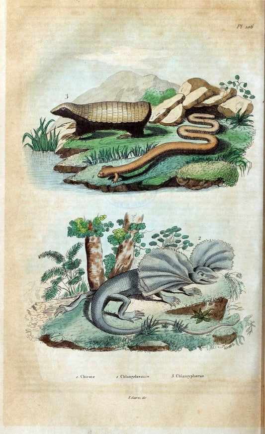 Dictionnaire pittoresque d'histoire naturelle et des phÃ©nomÃ¨nes de la nature /.Paris1833-[1840].. |  | Vintage Print Reproduction 469875