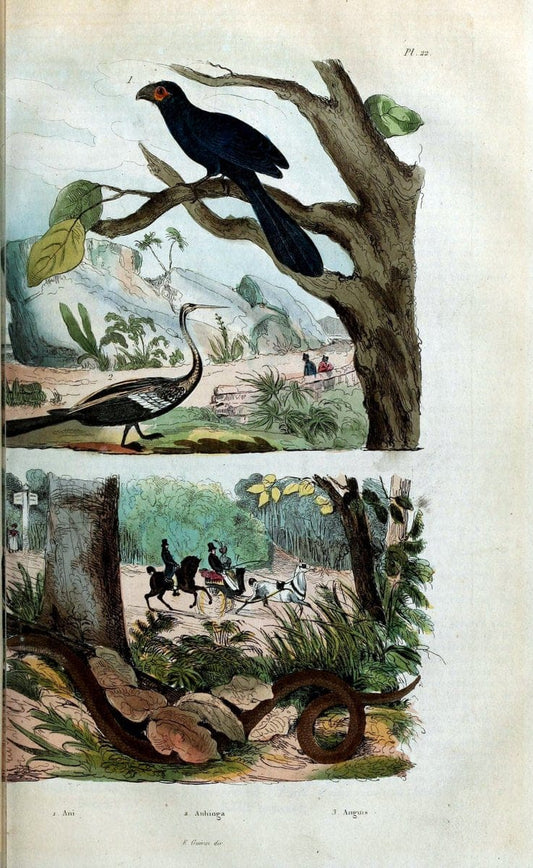 Dictionnaire pittoresque d'histoire naturelle et des phÃ©nomÃ¨nes de la nature. v.1Paris1833-[1840] |  | Vintage Print Reproduction 469876