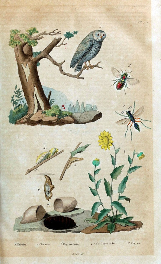 Dictionnaire pittoresque d'histoire naturelle et des phÃ©nomÃ¨nes de la nature /.Paris1833-[1840].. |  | Vintage Print Reproduction 469877
