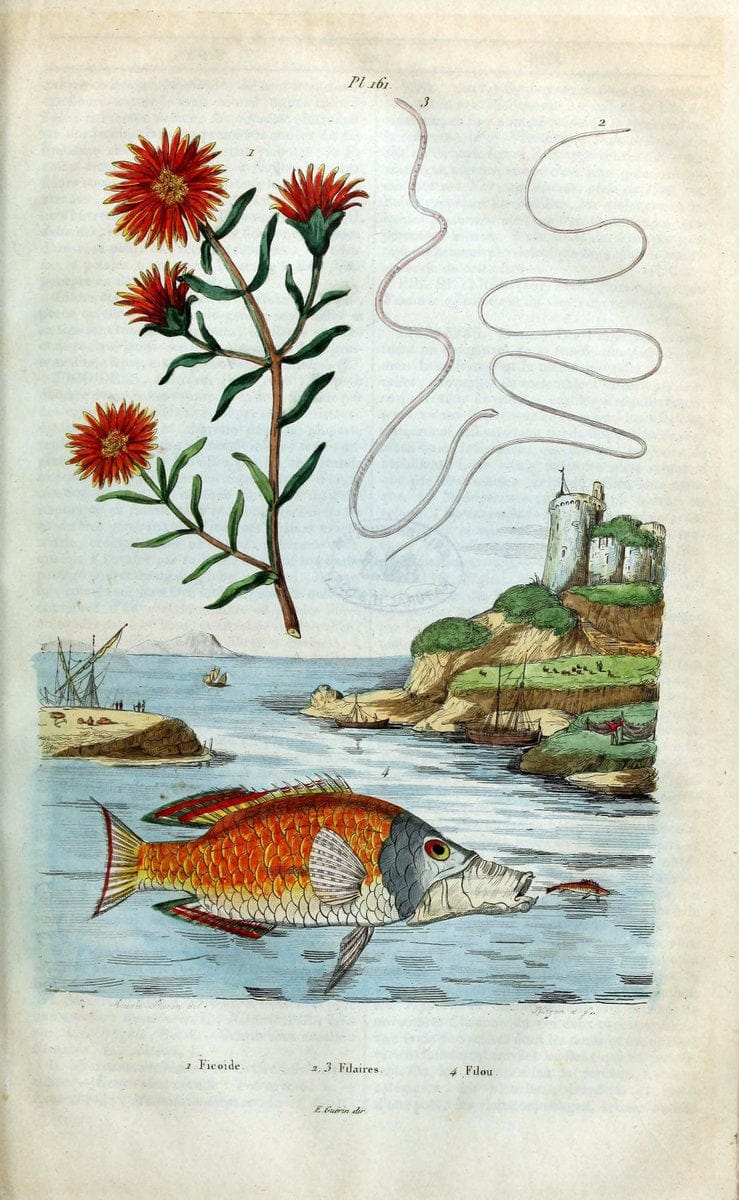 Dictionnaire pittoresque d'histoire naturelle et des phÃ©nomÃ¨nes de la nature /.Paris1833-[1840].. |  | Vintage Print Reproduction 469879