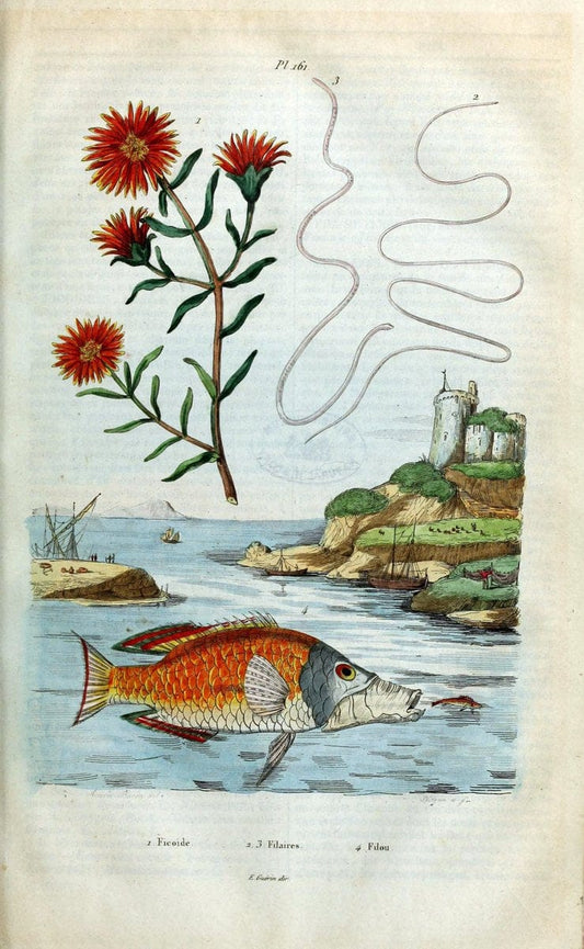 Dictionnaire pittoresque d'histoire naturelle et des phÃ©nomÃ¨nes de la nature /.Paris1833-[1840].. |  | Vintage Print Reproduction 469879