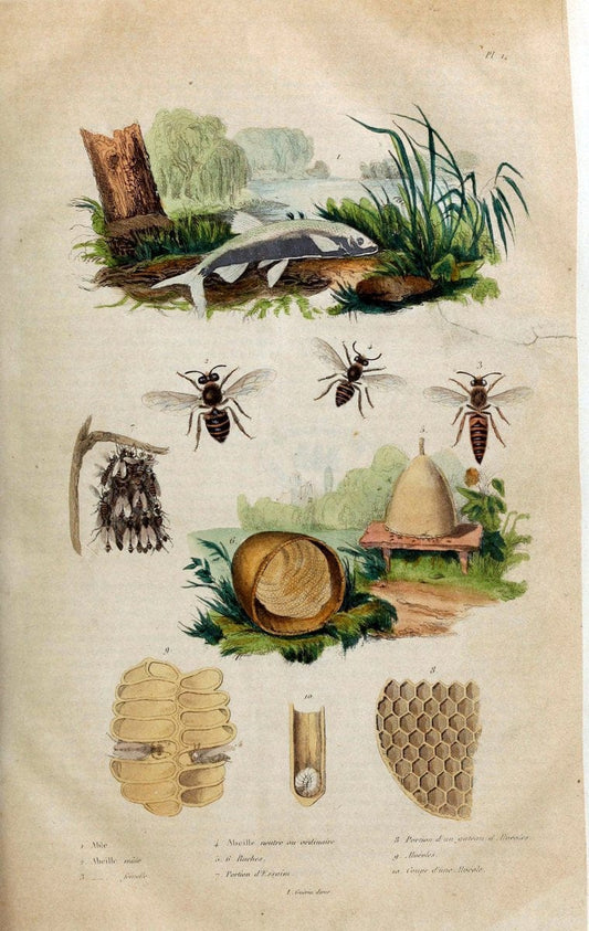 Dictionnaire pittoresque d'histoire naturelle et des phÃ©nomÃ¨nes de la nature. v.1Paris1833-[1840] |  | Vintage Print Reproduction 469880
