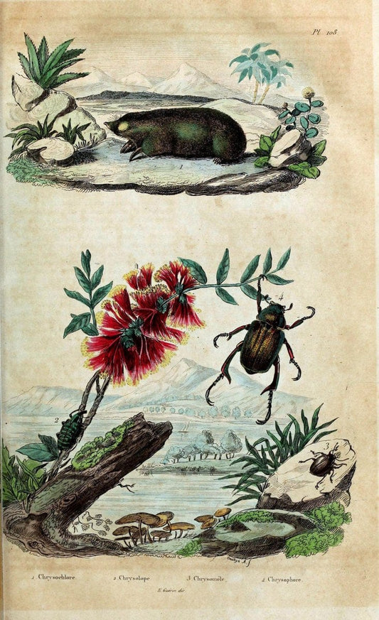 Dictionnaire pittoresque d'histoire naturelle et des phÃ©nomÃ¨nes de la nature /.Paris1833-[1840].. |  | Vintage Print Reproduction 469881