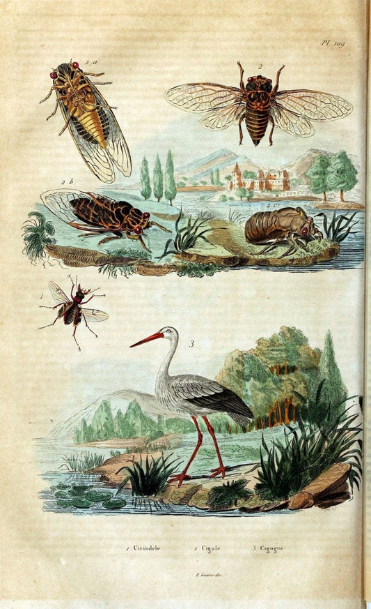 Dictionnaire pittoresque d'histoire naturelle et des phÃ©nomÃ¨nes de la nature /.Paris1833-[1840].. |  | Vintage Print Reproduction 469882