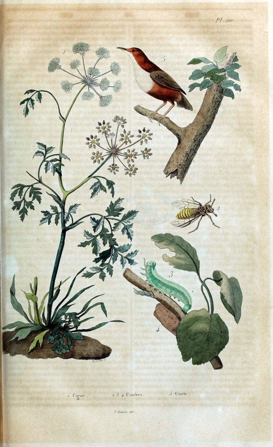 Dictionnaire pittoresque d'histoire naturelle et des phÃ©nomÃ¨nes de la nature /.Paris1833-[1840].. |  | Vintage Print Reproduction 469885