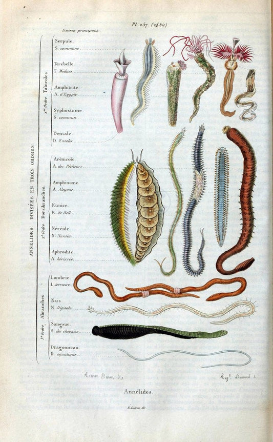 Dictionnaire pittoresque d'histoire naturelle et des phÃ©nomÃ¨nes de la nature. v.1Paris1833-[1840] |  | Vintage Print Reproduction 469886