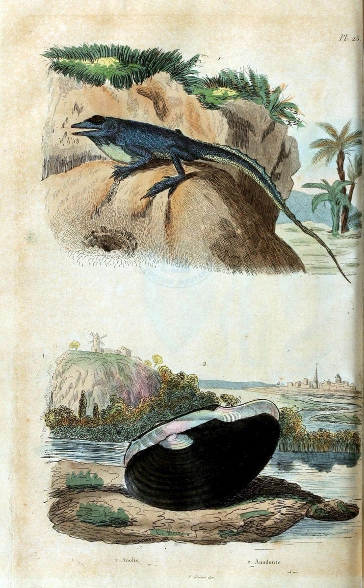Dictionnaire pittoresque d'histoire naturelle et des phÃ©nomÃ¨nes de la nature. v.1Paris1833-[1840] |  | Vintage Print Reproduction 469887