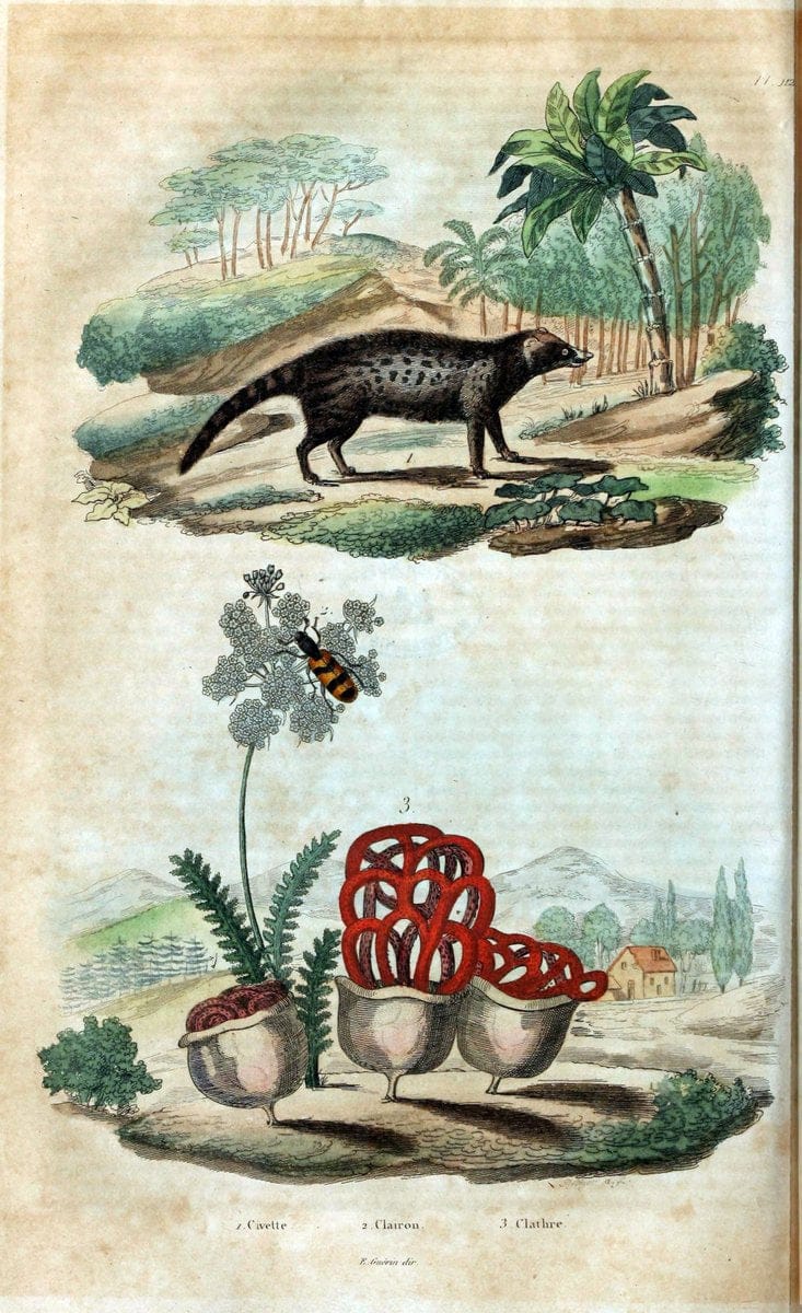 Dictionnaire pittoresque d'histoire naturelle et des phÃ©nomÃ¨nes de la nature /.Paris1833-[1840].. |  | Vintage Print Reproduction 469891