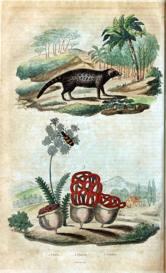 Dictionnaire pittoresque d'histoire naturelle et des phÃ©nomÃ¨nes de la nature /.Paris1833-[1840].. |  | Vintage Print Reproduction 469891