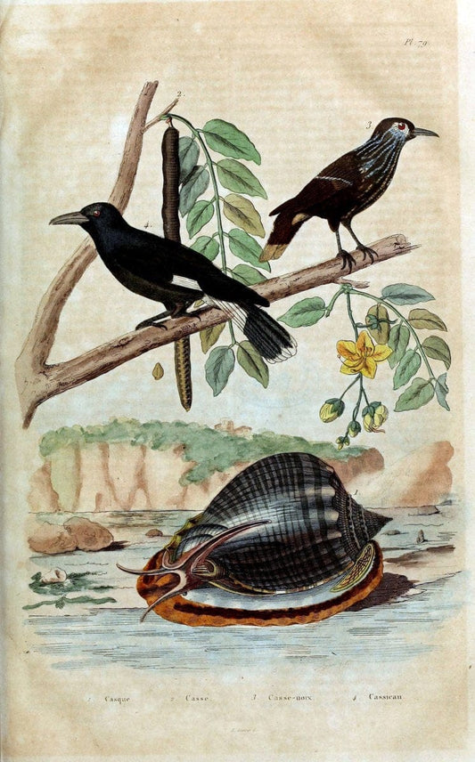 Dictionnaire pittoresque d'histoire naturelle et des phÃ©nomÃ¨nes de la nature /.Paris1833-[1840].. |  | Vintage Print Reproduction 469892