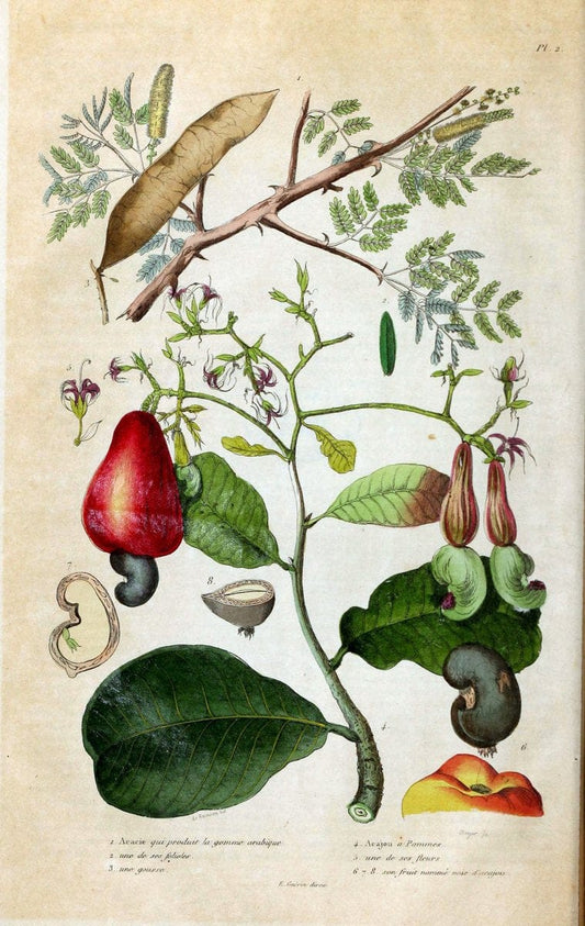 Dictionnaire pittoresque d'histoire naturelle et des phÃ©nomÃ¨nes de la nature. v.1Paris1833-[1840] |  | Vintage Print Reproduction 469894