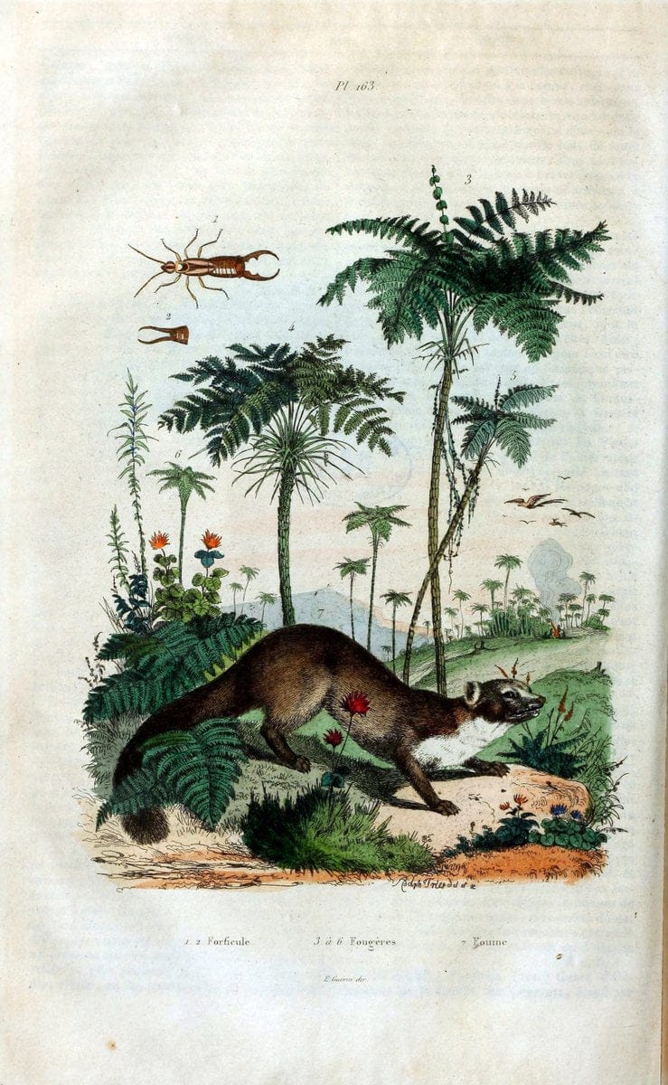 Dictionnaire pittoresque d'histoire naturelle et des phÃ©nomÃ¨nes de la nature /.Paris1833-[1840].. |  | Vintage Print Reproduction 469895