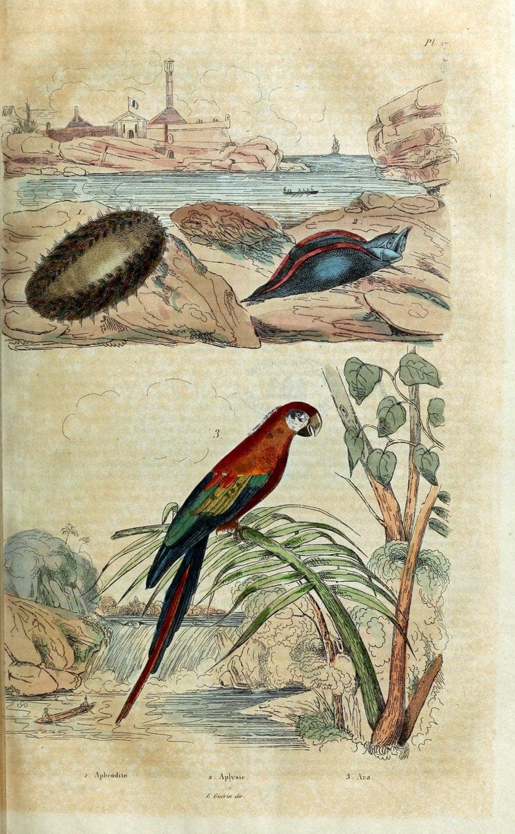Dictionnaire pittoresque d'histoire naturelle et des phÃ©nomÃ¨nes de la nature. v.1Paris1833-[1840] |  | Vintage Print Reproduction 469896