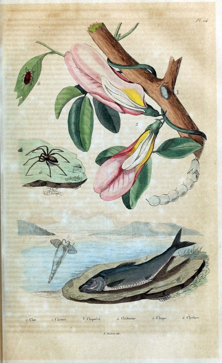 Dictionnaire pittoresque d'histoire naturelle et des phÃ©nomÃ¨nes de la nature /.Paris1833-[1840].. |  | Vintage Print Reproduction 469897