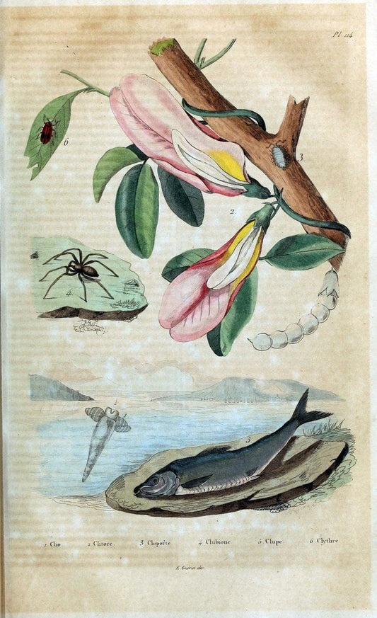 Dictionnaire pittoresque d'histoire naturelle et des phÃ©nomÃ¨nes de la nature /.Paris1833-[1840].. |  | Vintage Print Reproduction 469897