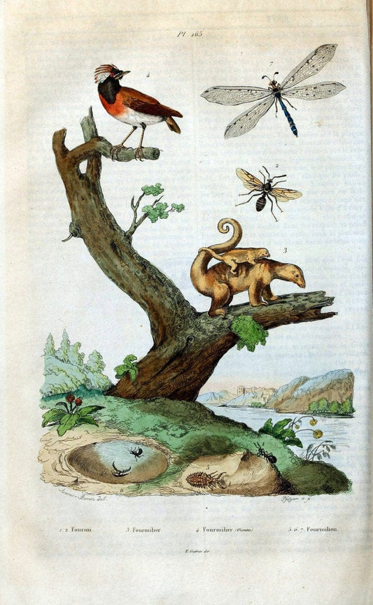 Dictionnaire pittoresque d'histoire naturelle et des phÃ©nomÃ¨nes de la nature /.Paris1833-[1840].. |  | Vintage Print Reproduction 469898